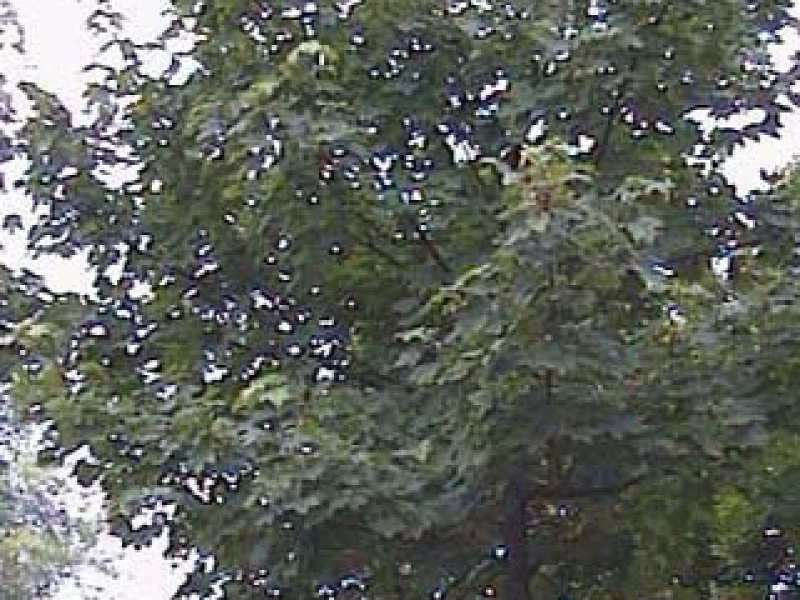 Sycamore maple with a narrow crown