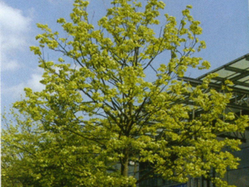 Sycamore maple 'Leopoldii'