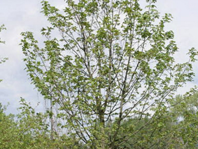 Sycamore maple conical