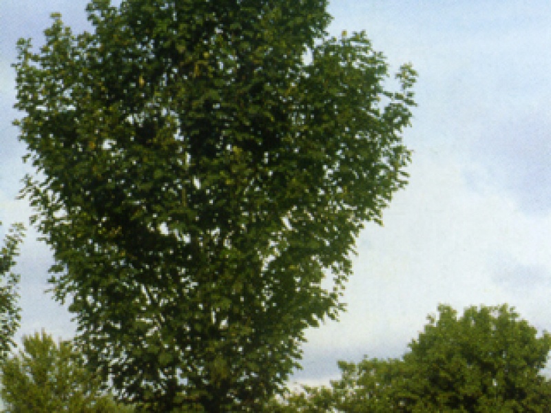 Sycamore maple broadly conical