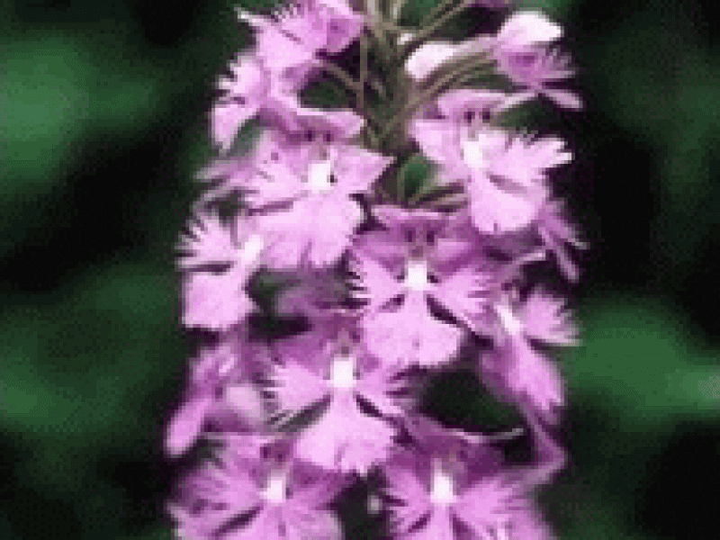 Поводник психодовидный