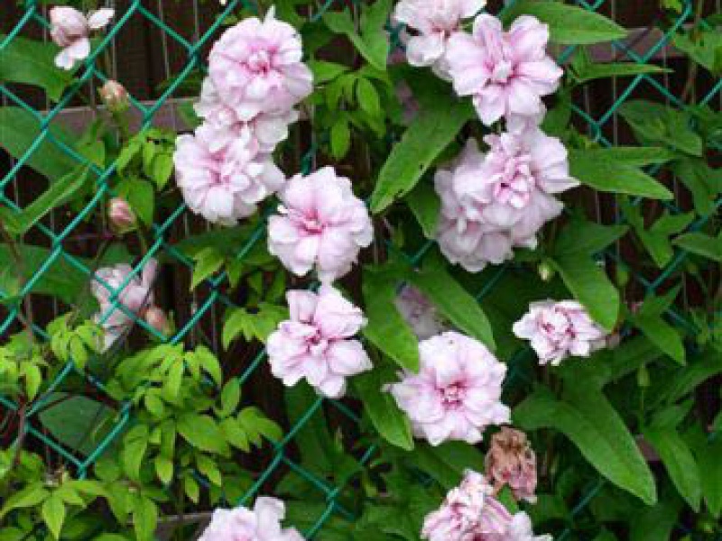 Калистегия пушистая