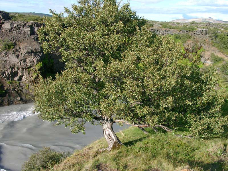 Береза пушистая