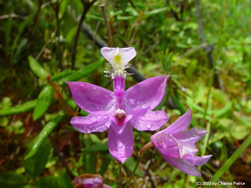 Калопогон красивенький
