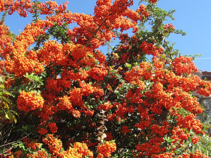 Пираканта узколистная