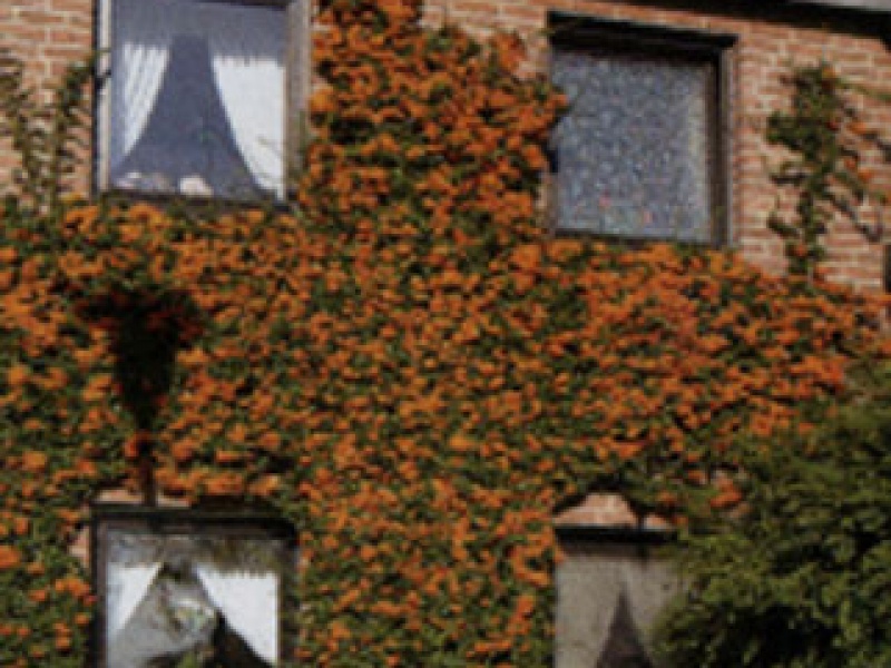 Bright-red pyracantha