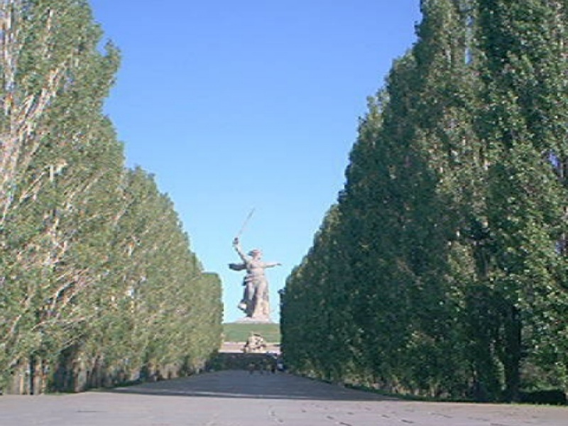 Тополь пирамидальный