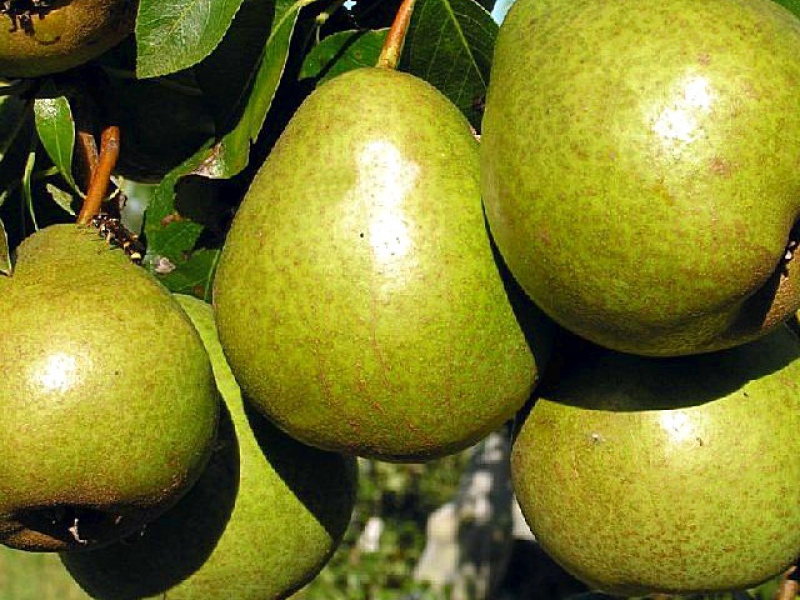 Груша Бере Гарди