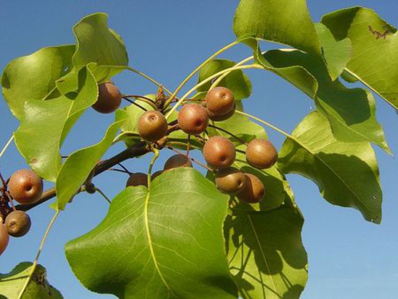 Груша Каллери