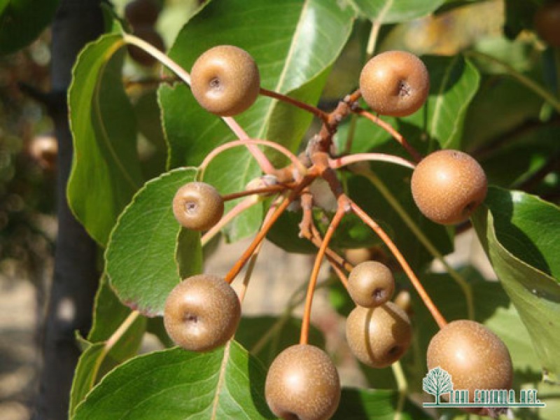 Callery Pear 'Chanticleer'