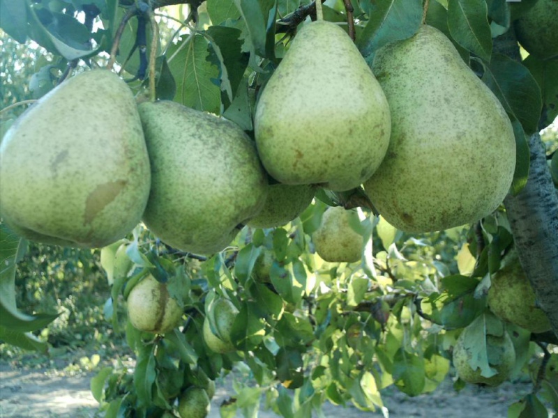 Груша «Стрийская»