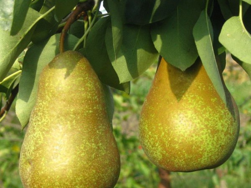 Груша Выжница