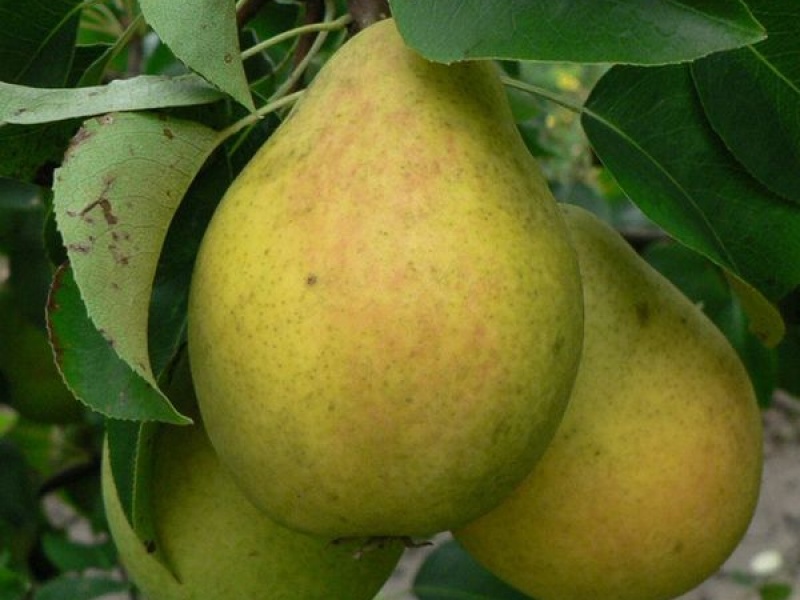 Груша Яблунивская