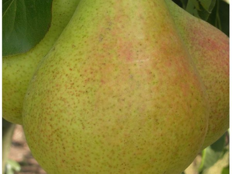 Груша Таврическая