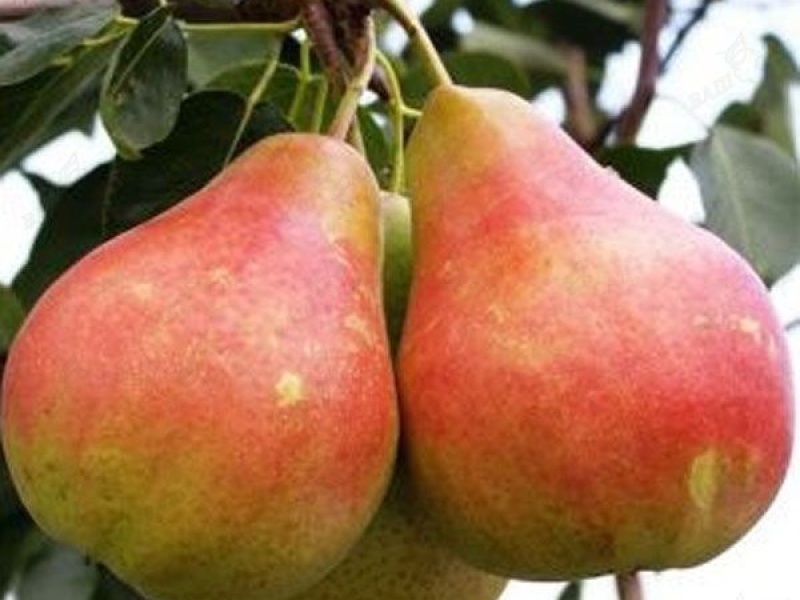 Груша Мария