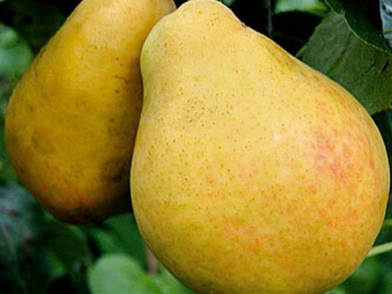 Груша Большая Летняя