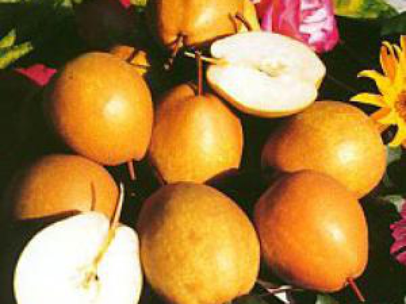 Груша Бенита