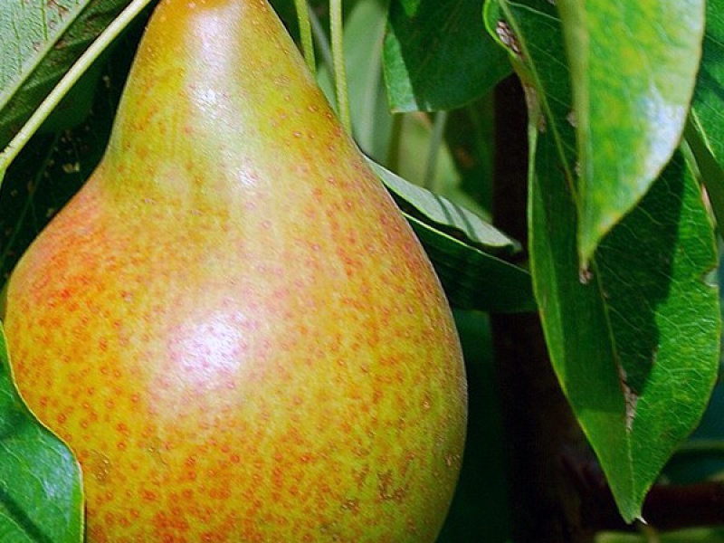 Груша Бере Жиффар