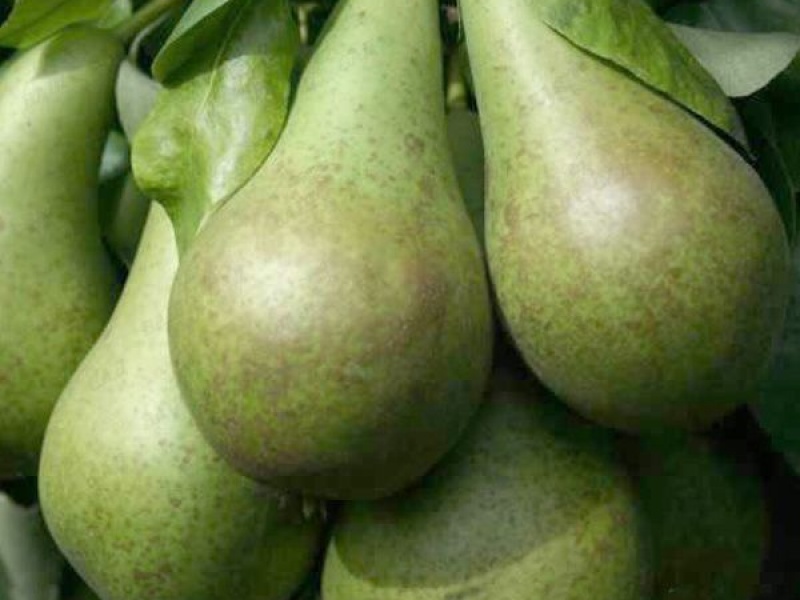 Груша Конференция