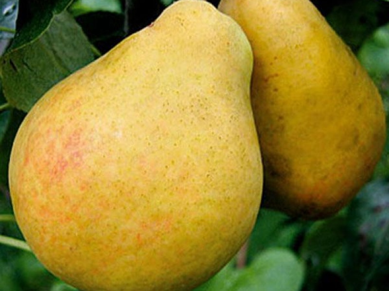 Груша Корсунская