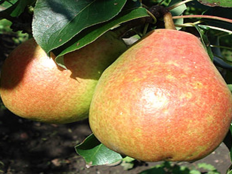 Груша Николай Крюгер