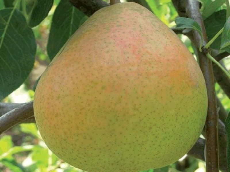 Груша Оксамит