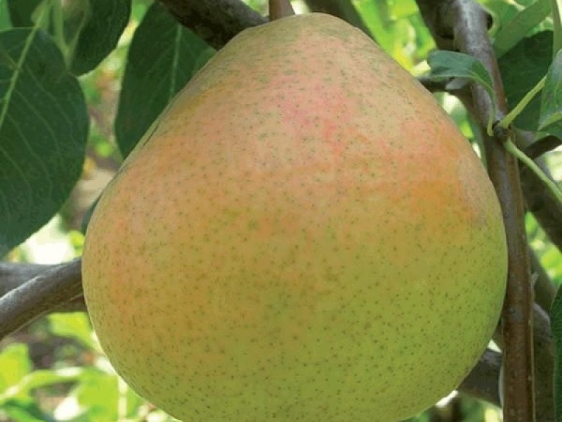 Груша Оксамит