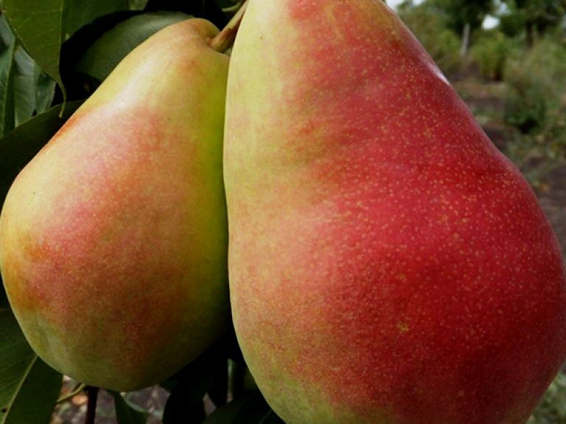 Груша Бере Прекос Мореттини