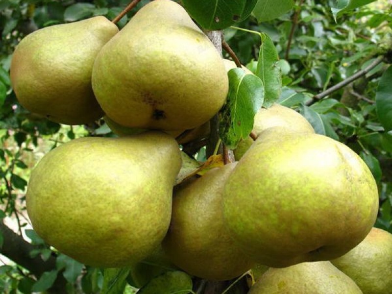 Груша Сокровище
