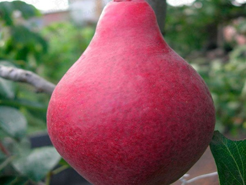 Груша Старкримсон