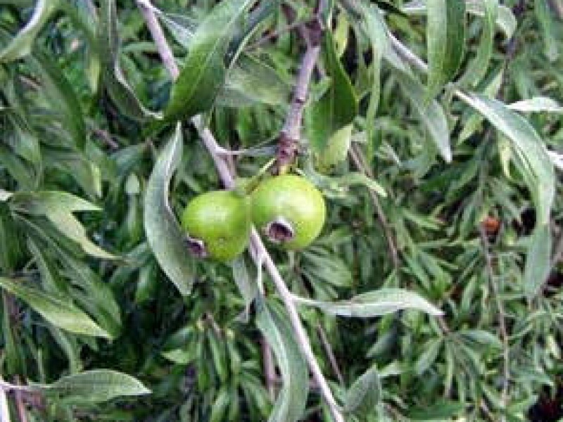 Груша иволистная