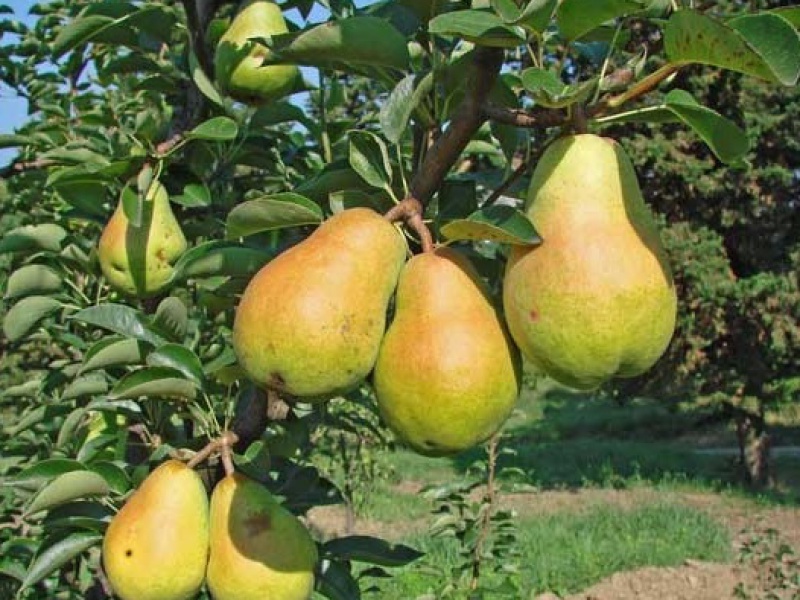 Груша Вильямс летняя