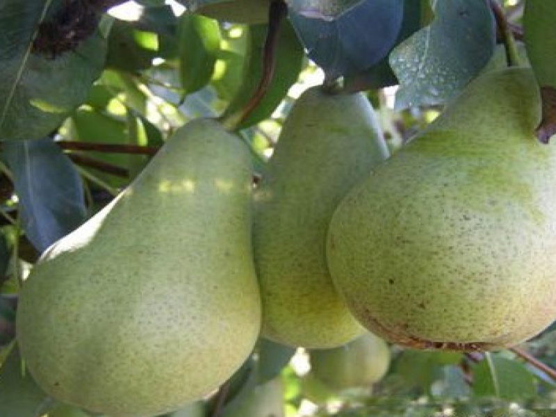 Груша Кюре или груша Вильямс зимняя