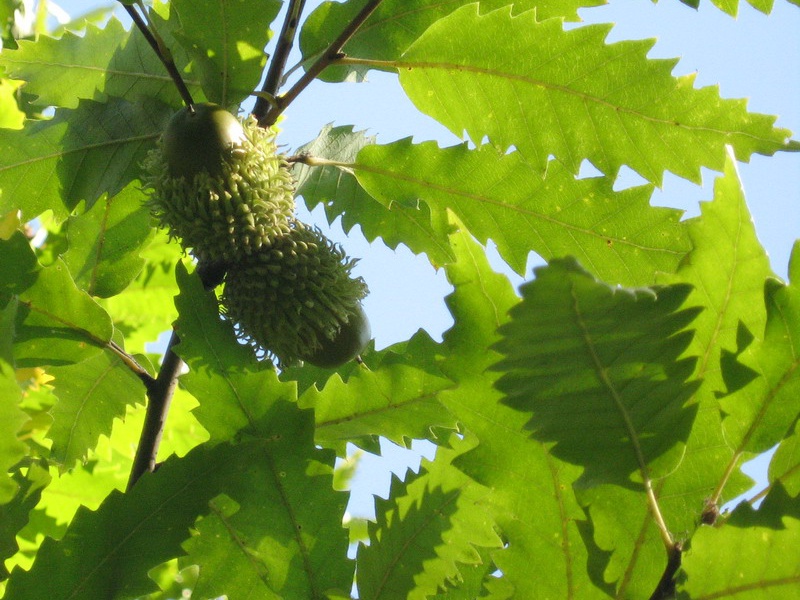Дуб каштанолистный