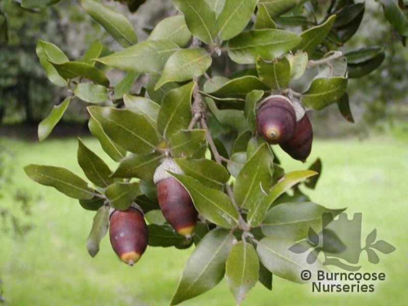 Дуб каменный