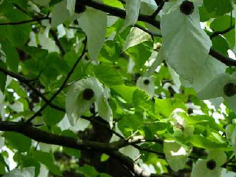 Dove tree