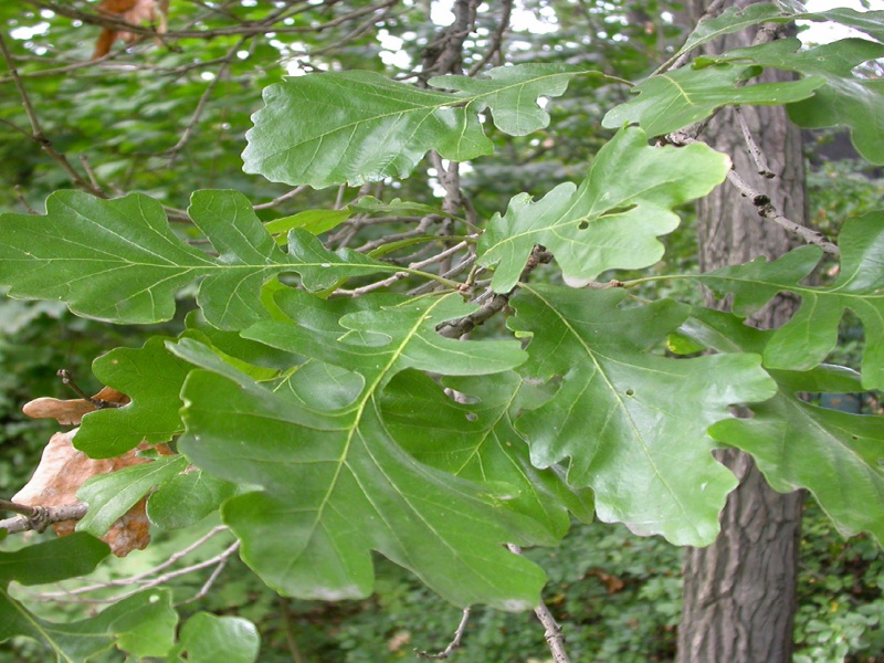 Дуб крупноплодный