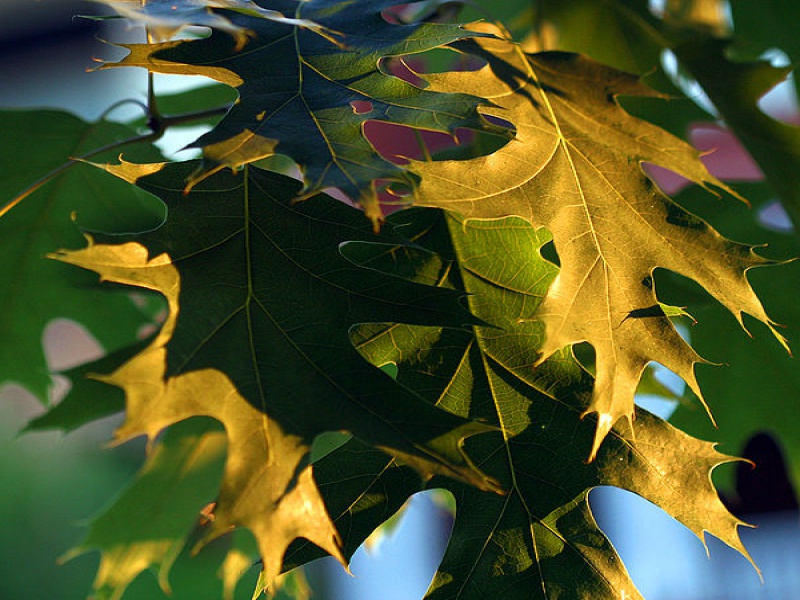 Дуб болотный