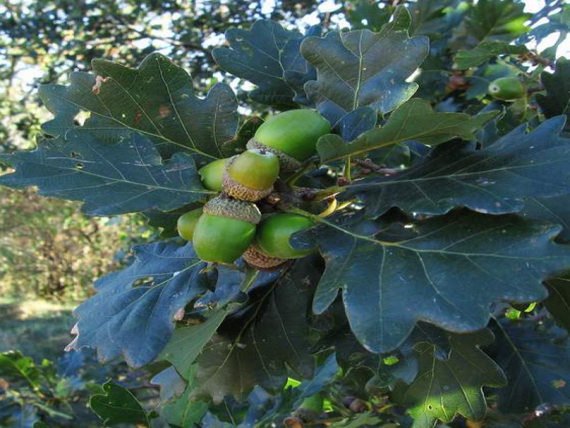 Дуб скальный