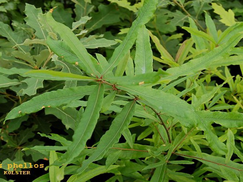 Дуб иволистный