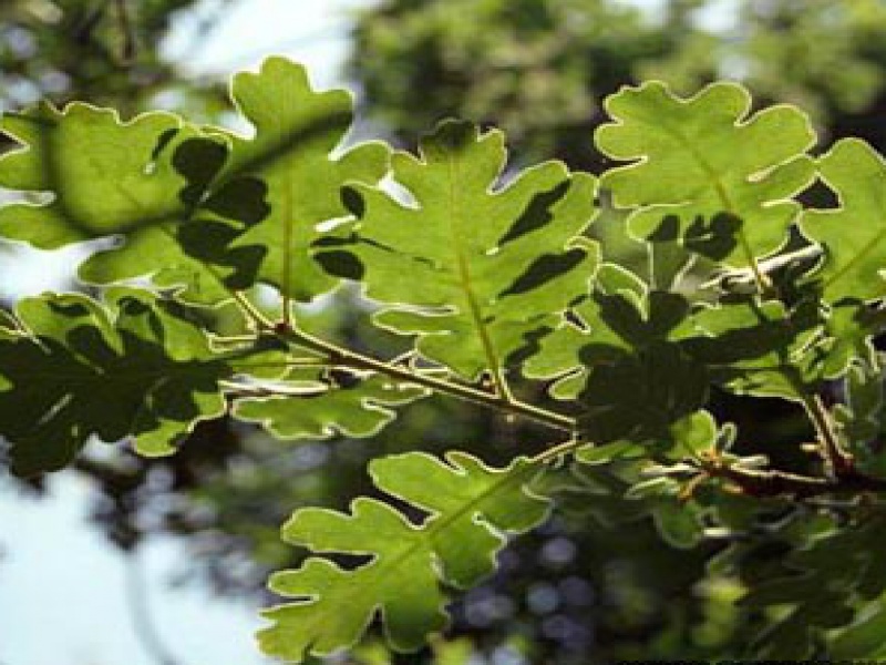 Дуб пушистый