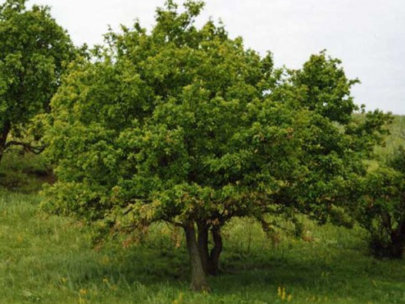 Дуб черешчатый