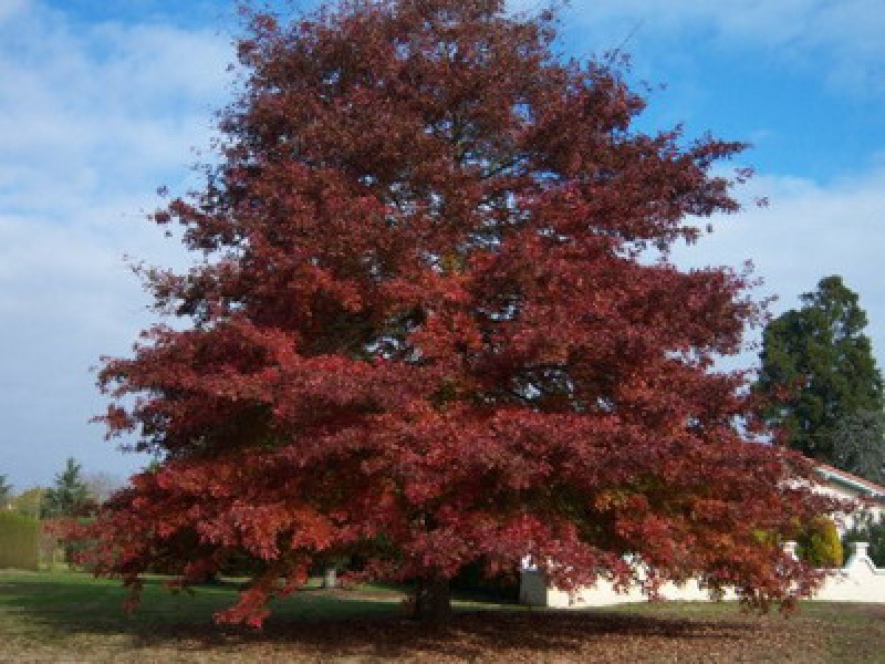 Дуб красный