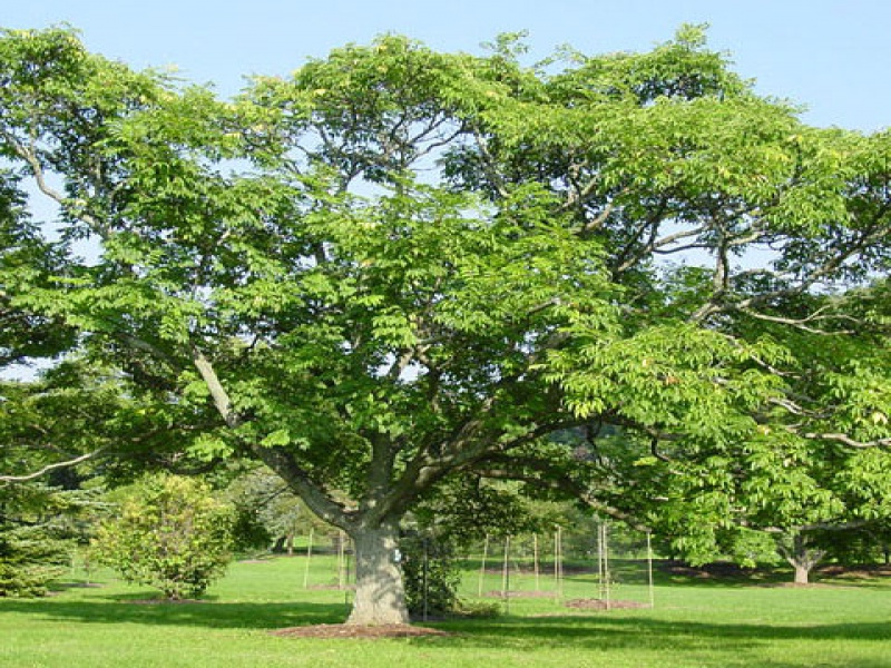 Дуб пробковый