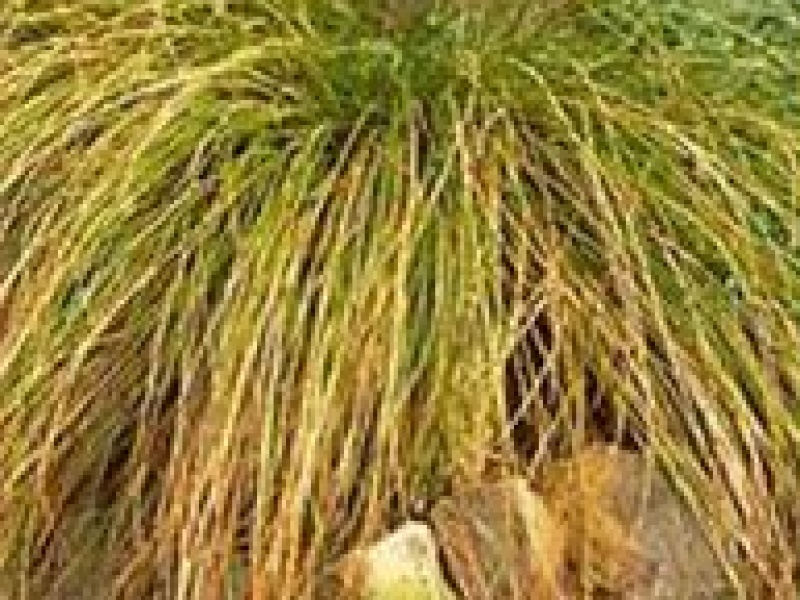 Осока власовидная