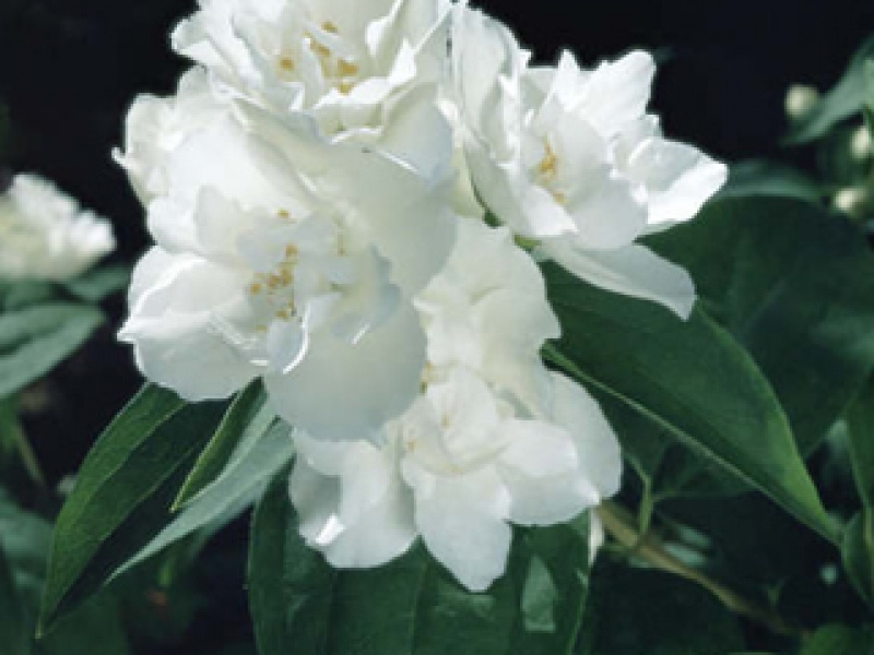 Mock Orange 'Dame Blanche'