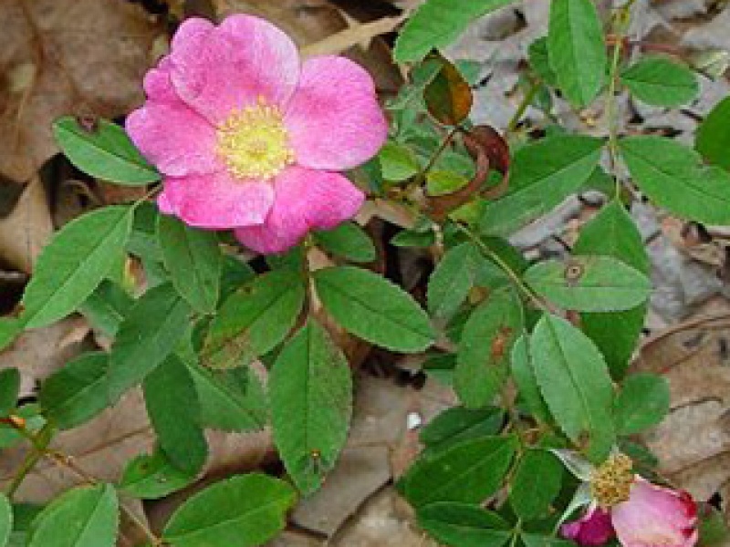 Meadow rose