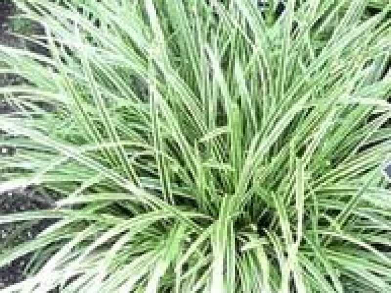 Осока Моррова