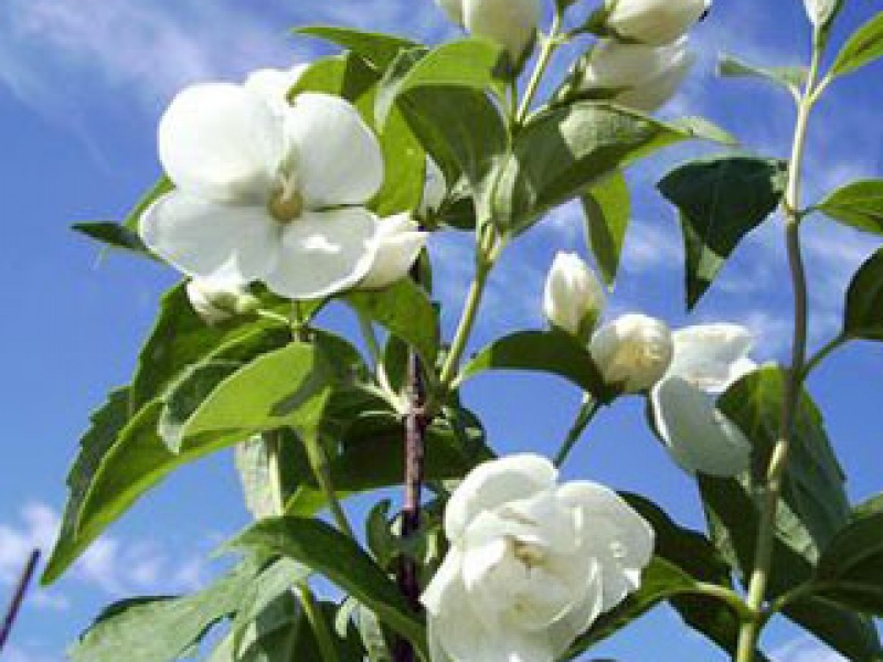 Double-flowered mock-orange
