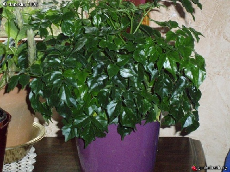 Радермахера